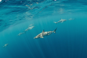 Blacktip reef sharks are patrolling water around dive boa... by Dmitry Starostenkov 